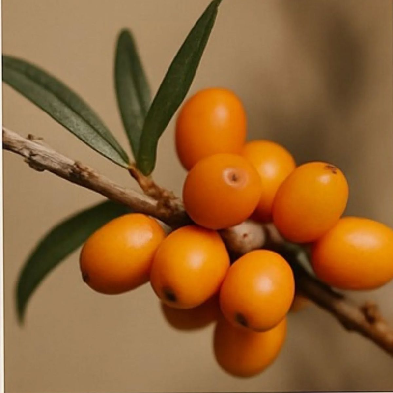 Sea Buckthorn