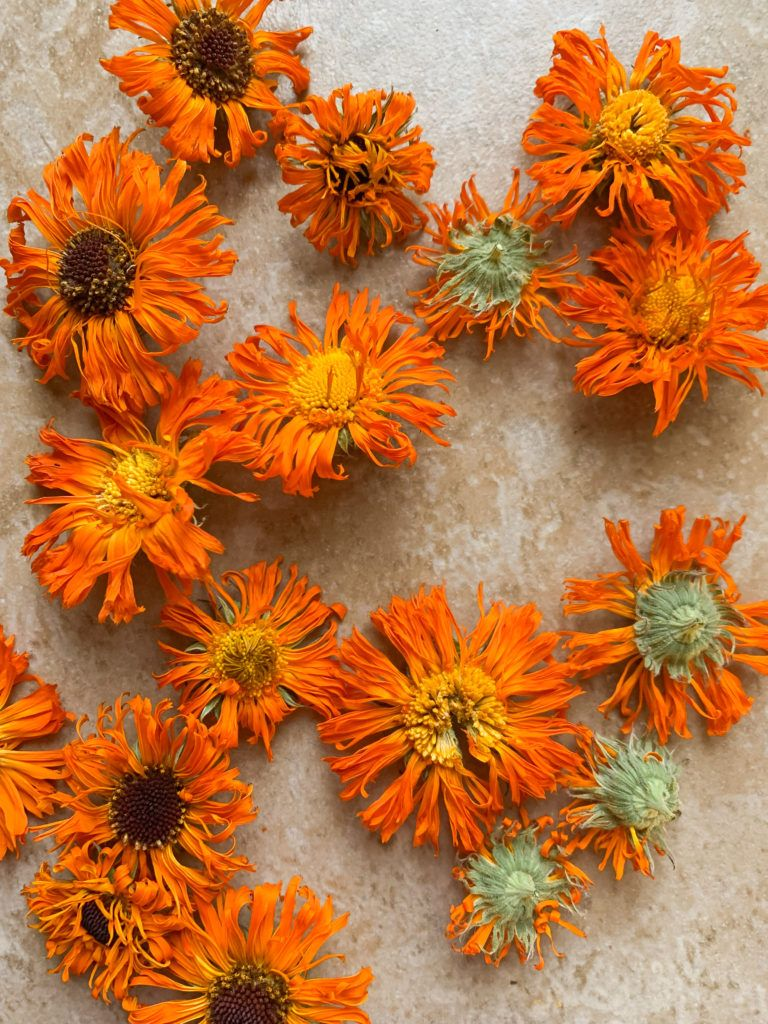 Calendula 